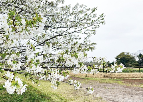 場内に咲くオオシマザクラ(2022年撮影)