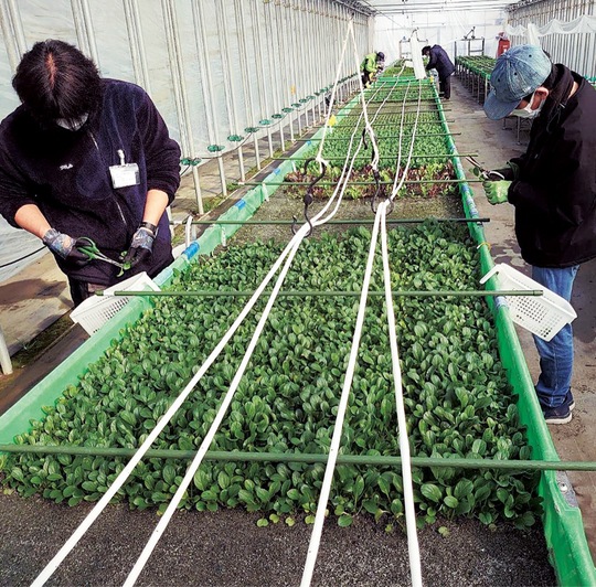 「高床式砂栽培」。土ではなく砂を使用している