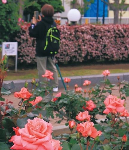撮影を楽しむ来園者（４月２５日撮影）