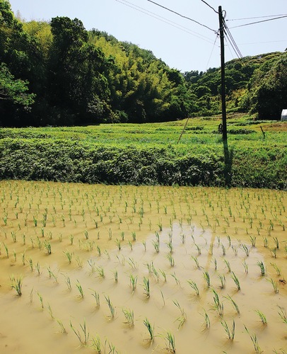 横須賀市久村にある水田