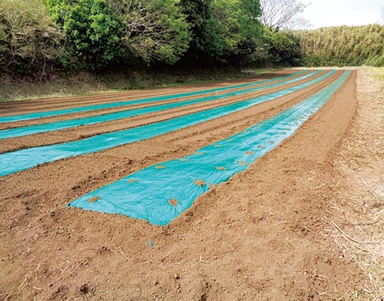 マッチングにより耕作が開始した農地（横須賀市提供）