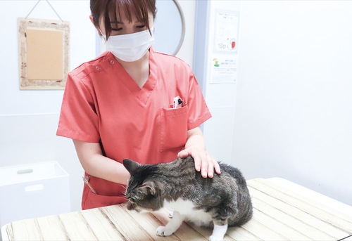動物病院ヘルスペットに入居している20歳の老猫