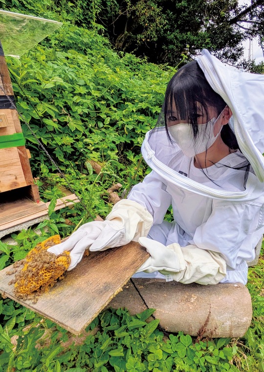 巣箱からミツバチの巣を取り出す生徒（同校提供）
