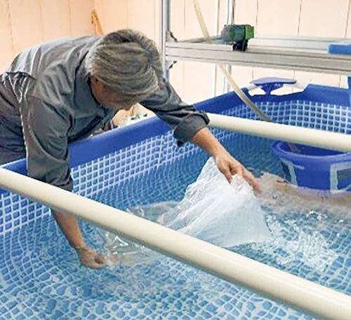 養殖場に稚エビを放流(サンエー提供)