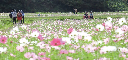 コスモスの観賞を楽しむ来園者ら（10月28日撮影）