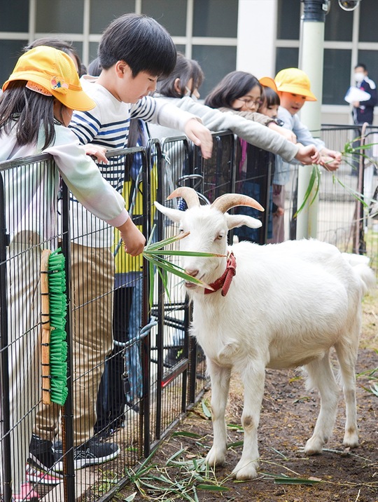 中休みになると、餌やりに順番待ちの列ができる