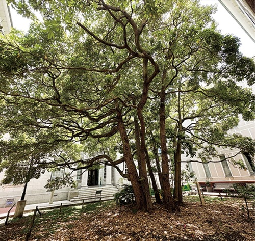 ペリー上陸地｢玉楠の木｣（横浜開港資料館）