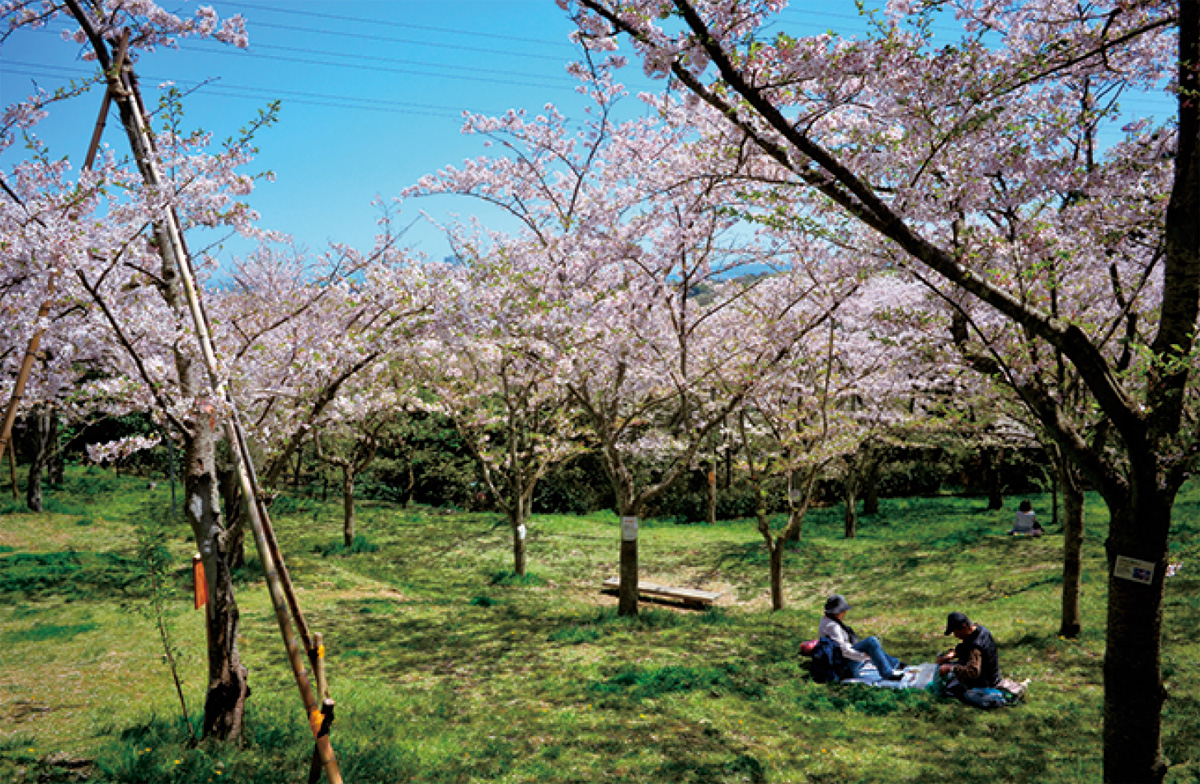 約800本の桜がお出迎え