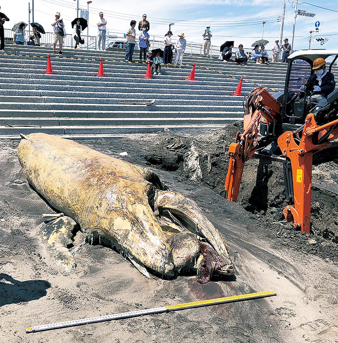 北下浦にクジラ漂着 海岸に体長6m弱の死骸 横須賀 タウンニュース