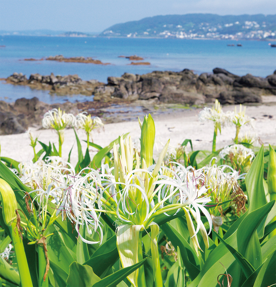 市の花「はまゆう」最盛期