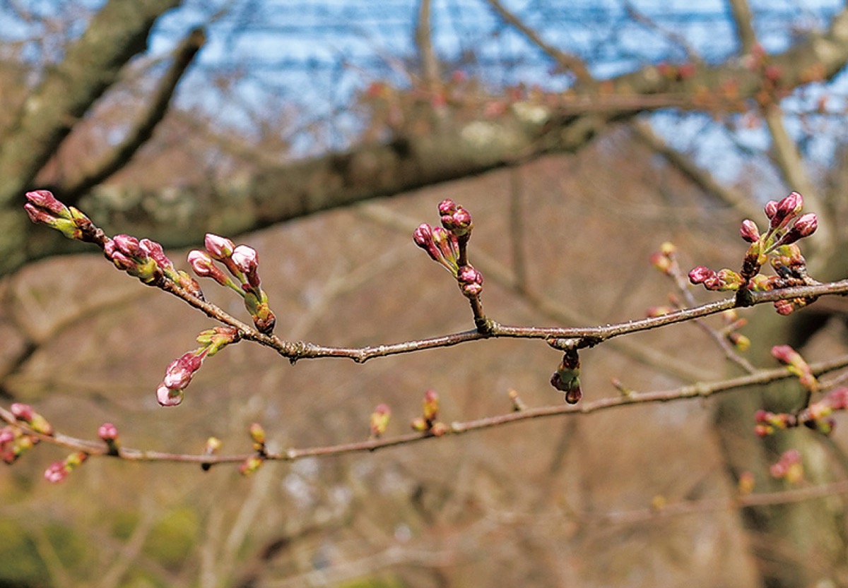 つぼみを膨らませている＝3月17日撮影
