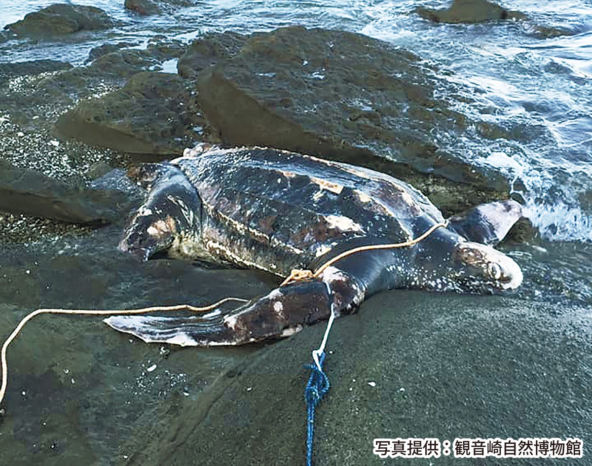三浦 荒井浜海岸 絶滅危惧種オサガメ漂着 横須賀 タウンニュース