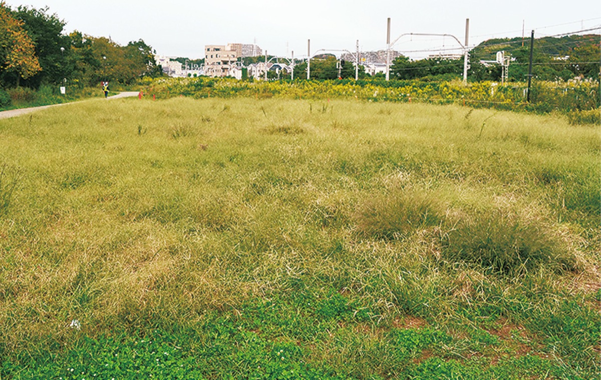 3.6ヘクタールの整備地＝今月12日撮影