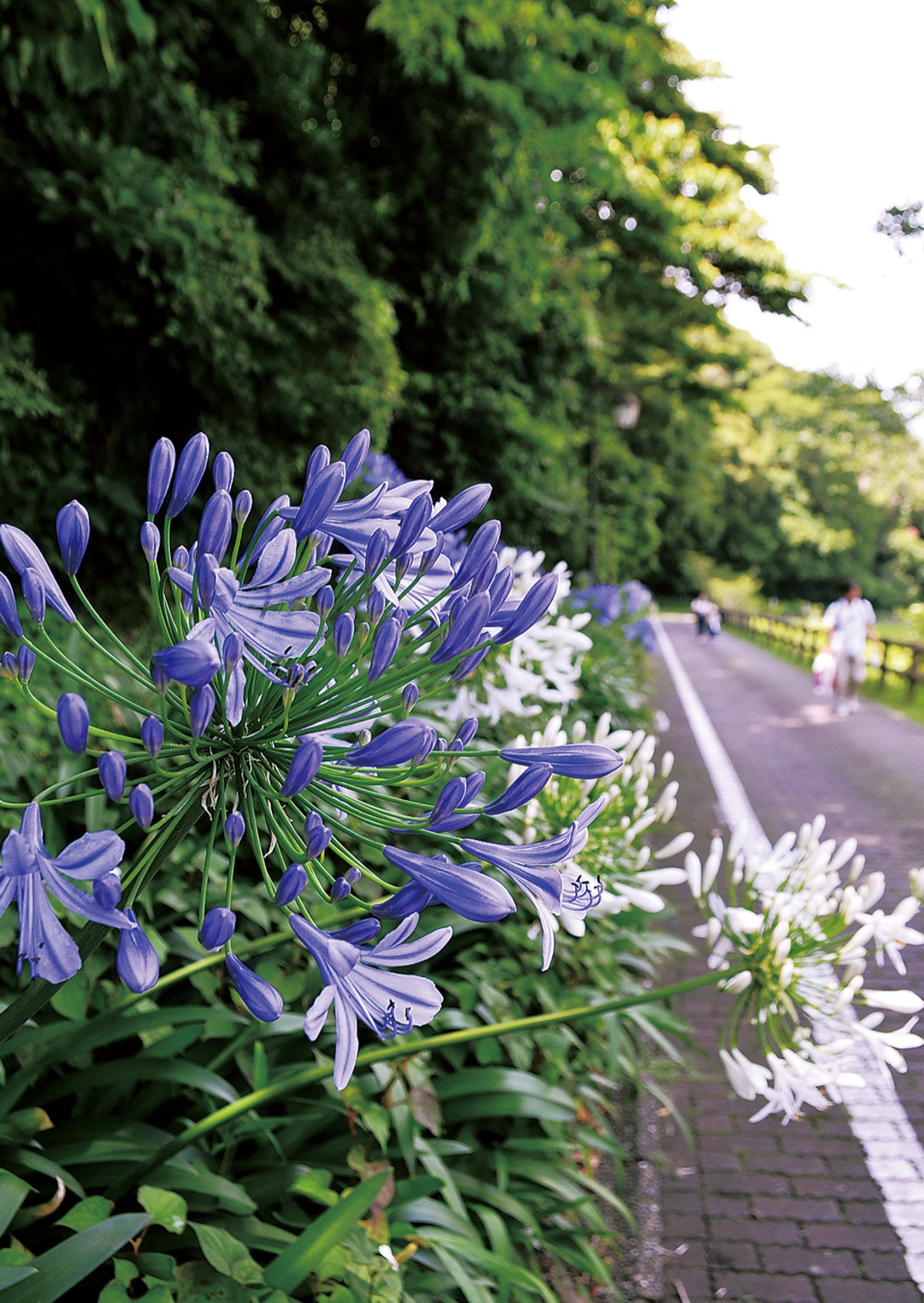 梅雨に映えるアガパンサス くりはま花の国で開花 横須賀 タウンニュース
