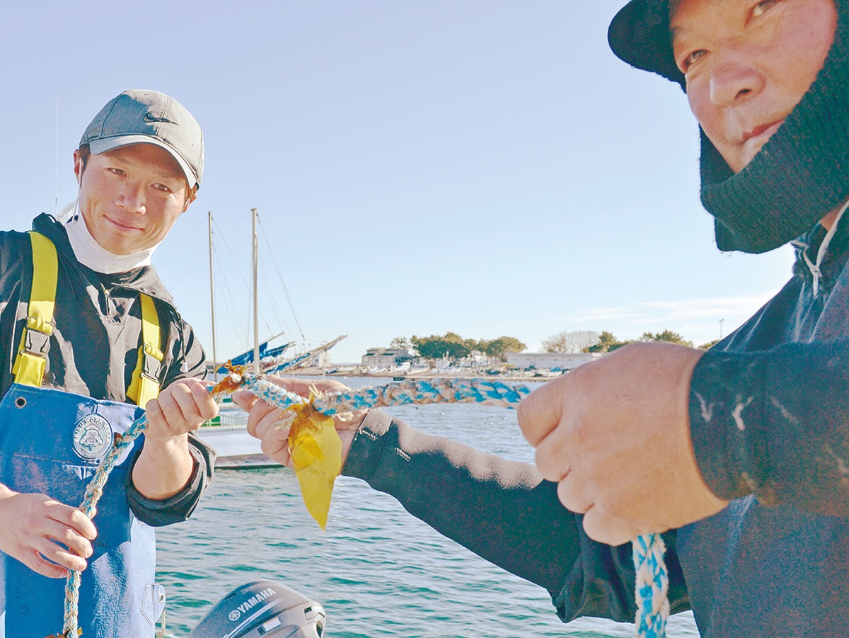 安浦漁港で行われたわかめの種付け。胞子をロープに括りつけていく