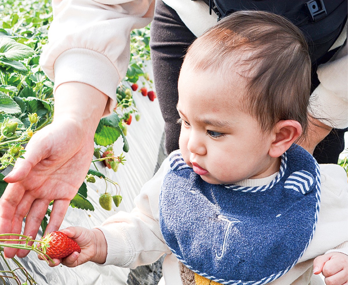 北下浦観光農園いちご狩り 入園料１００円引き 横須賀 タウンニュース