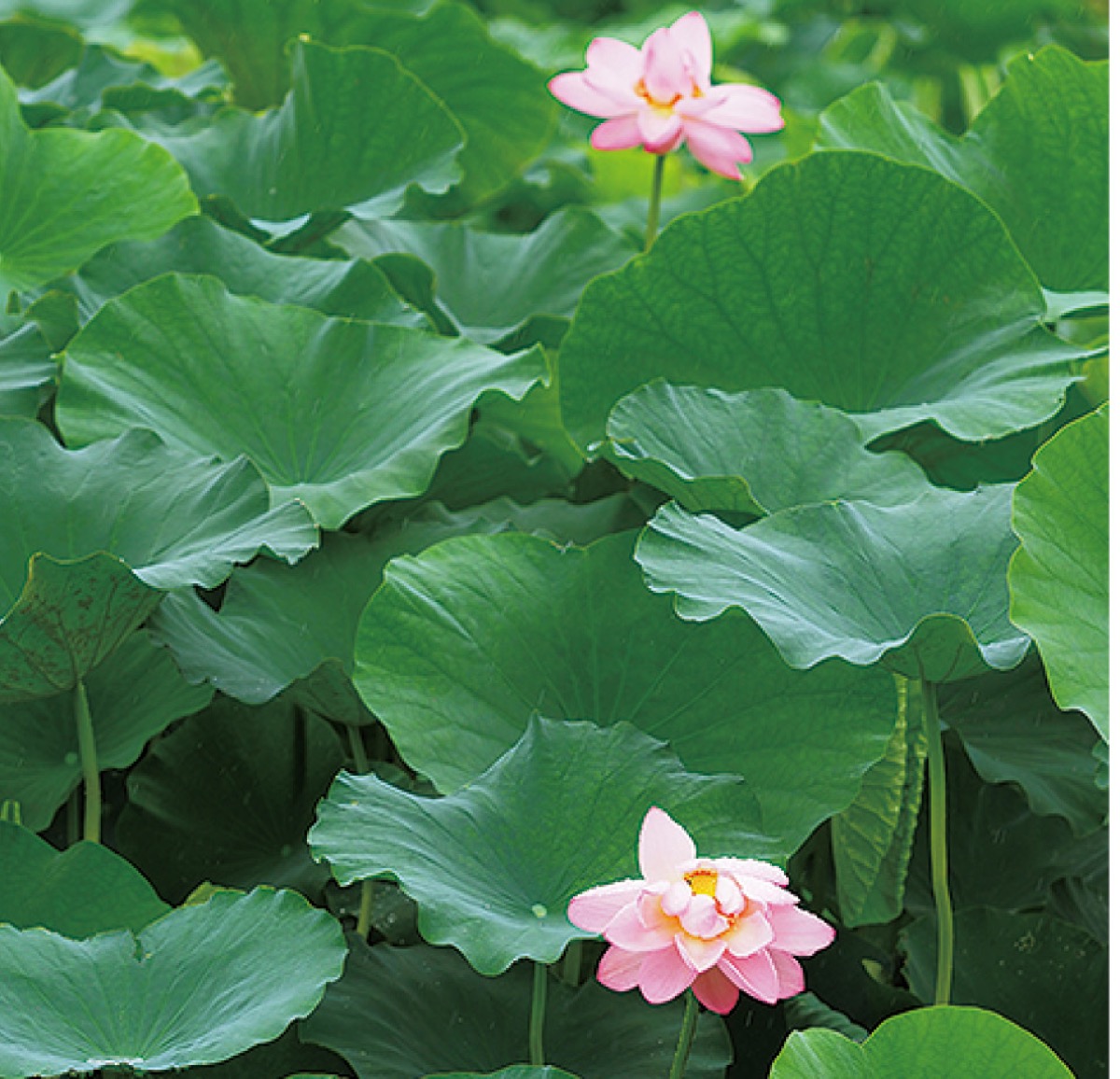 可憐なハスの花