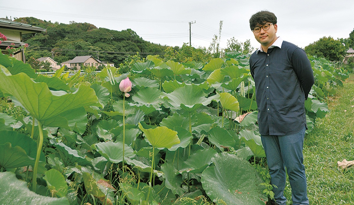 津久井 レンコン栽培を街の魅力に 農家と大学院生が協働 横須賀 タウンニュース