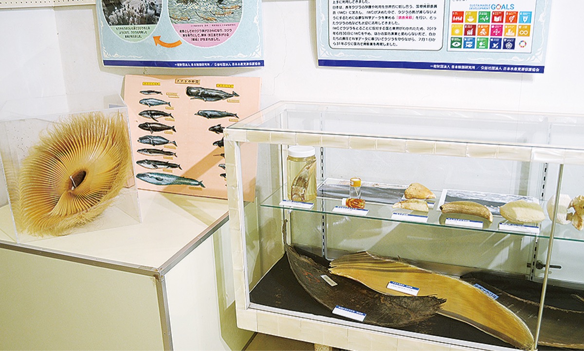 クジラってどんな生き物 観音崎自然博物館で企画展 横須賀 タウンニュース