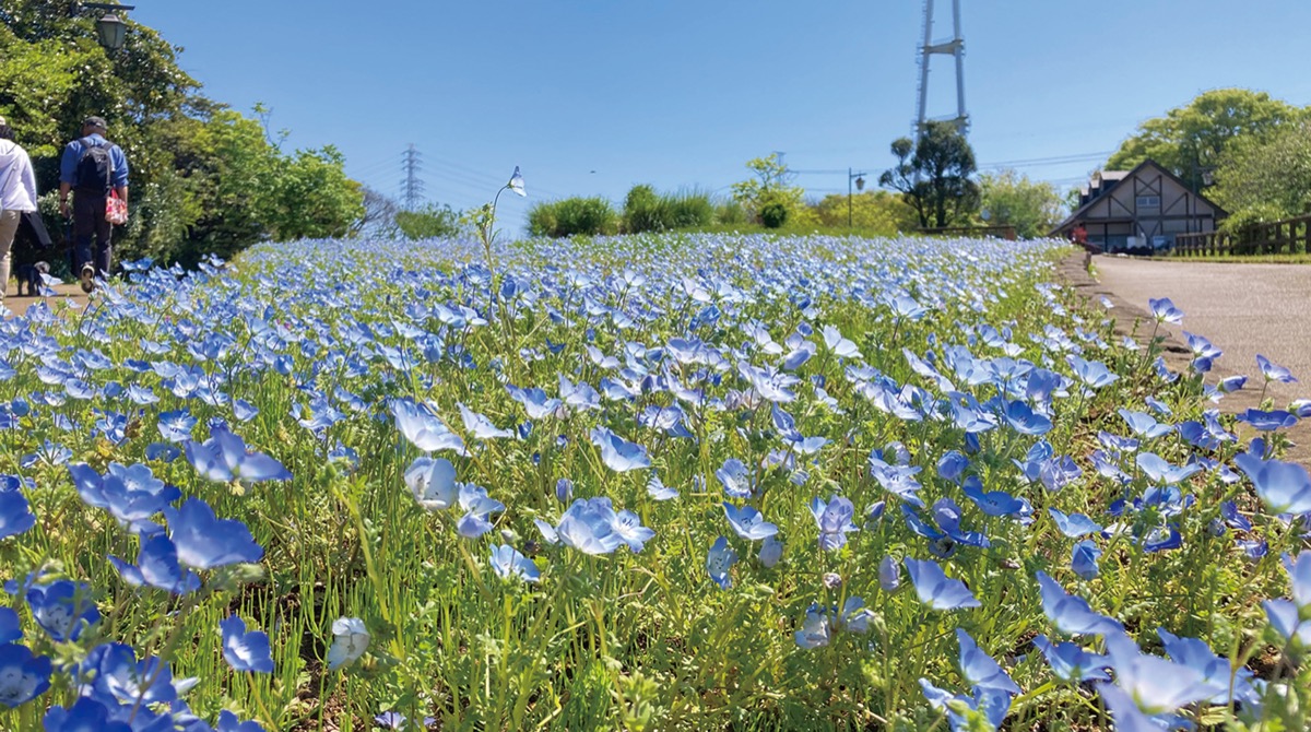 くりはま花の国 丘染めるパステルブルー ネモフィラが見ごろ | 横須賀