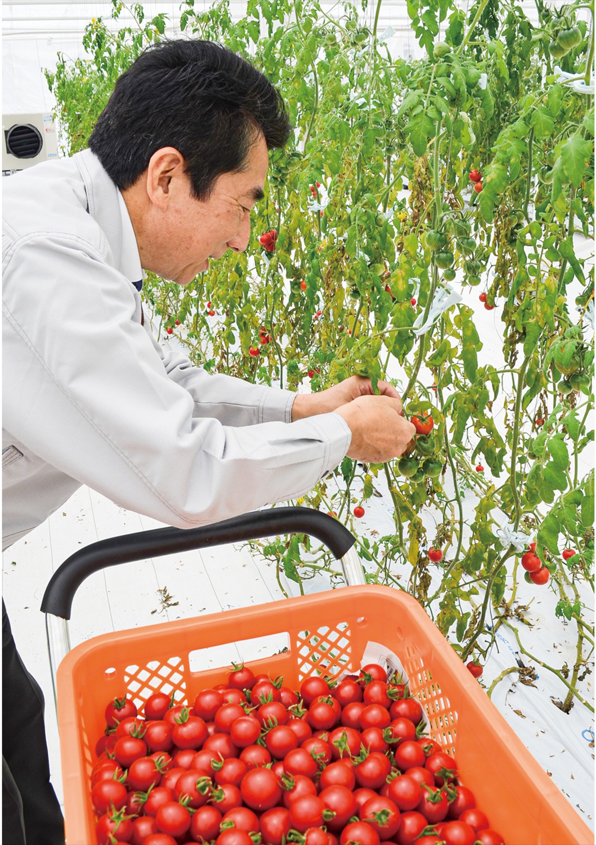 高糖度ミニトマト YRP内社屋で新農法 精密機器メーカー 異分野挑戦