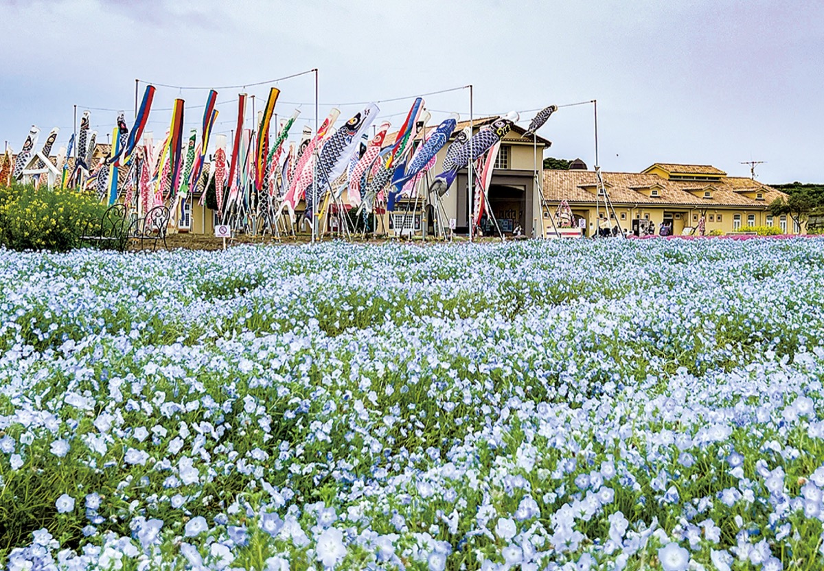 100匹のこいのぼり勇壮に