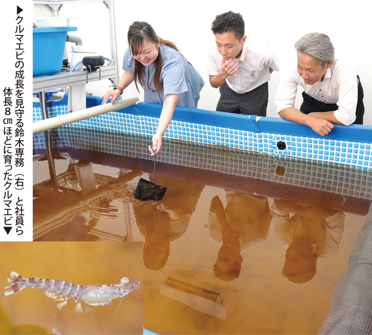 クルマエビを名物に