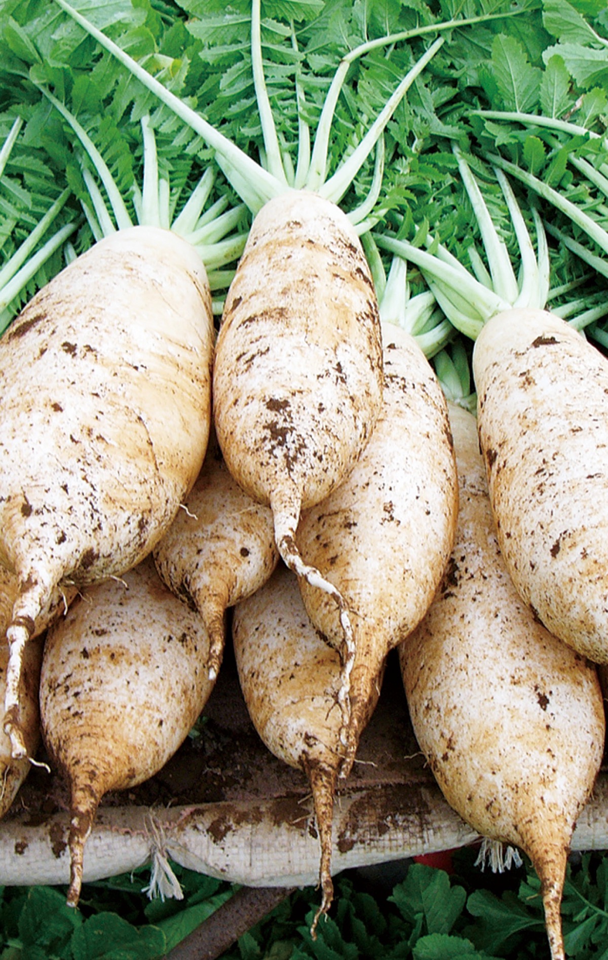 ｢三浦大根」ブランド化100年