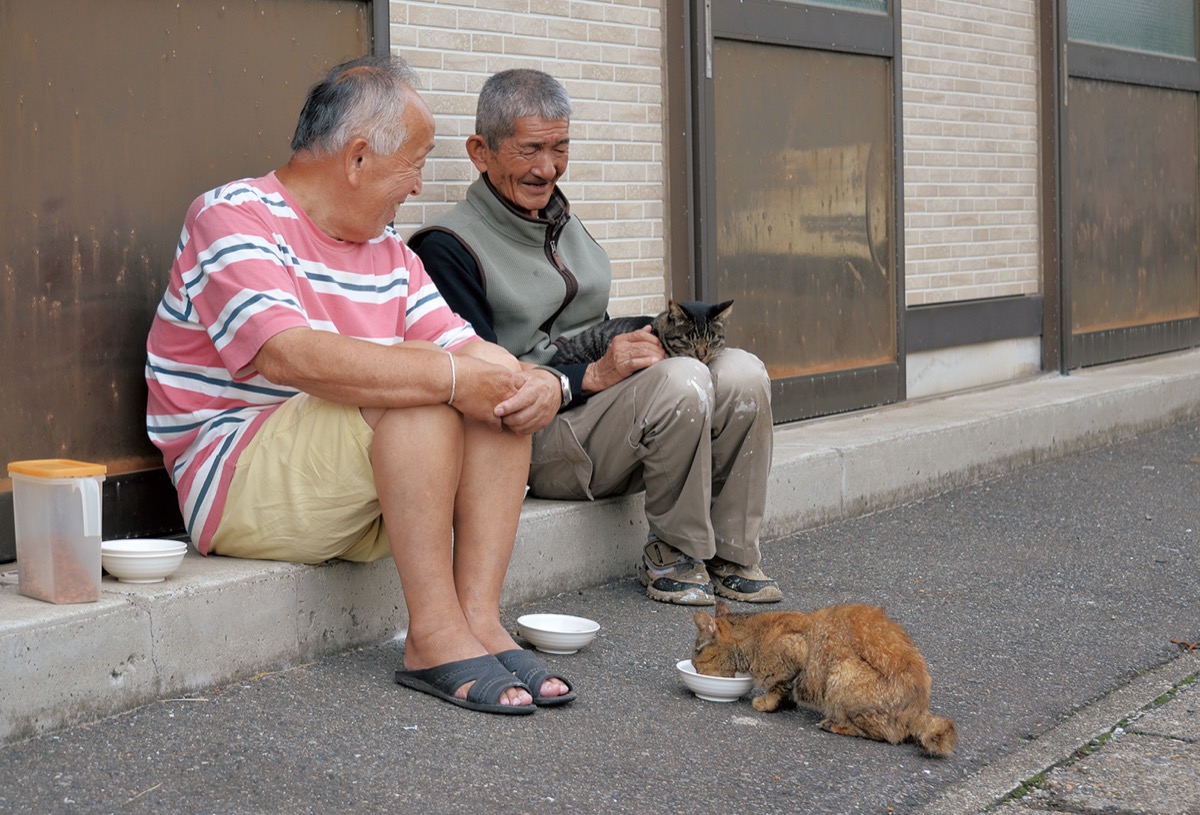 猫がつなぐ優しさの輪
