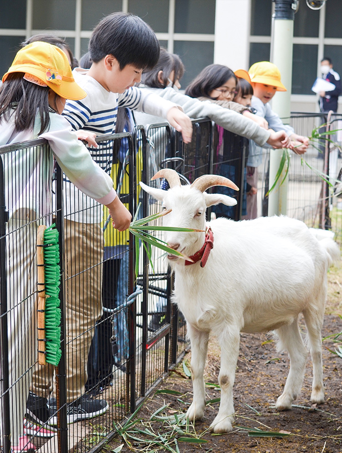 ヤギの優しさ校舎に満ちる