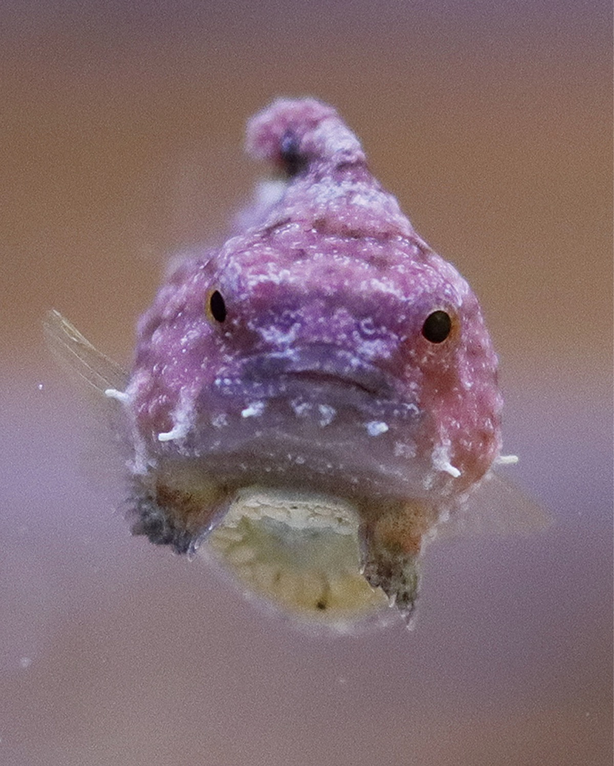 謎多き”海のアイドル”