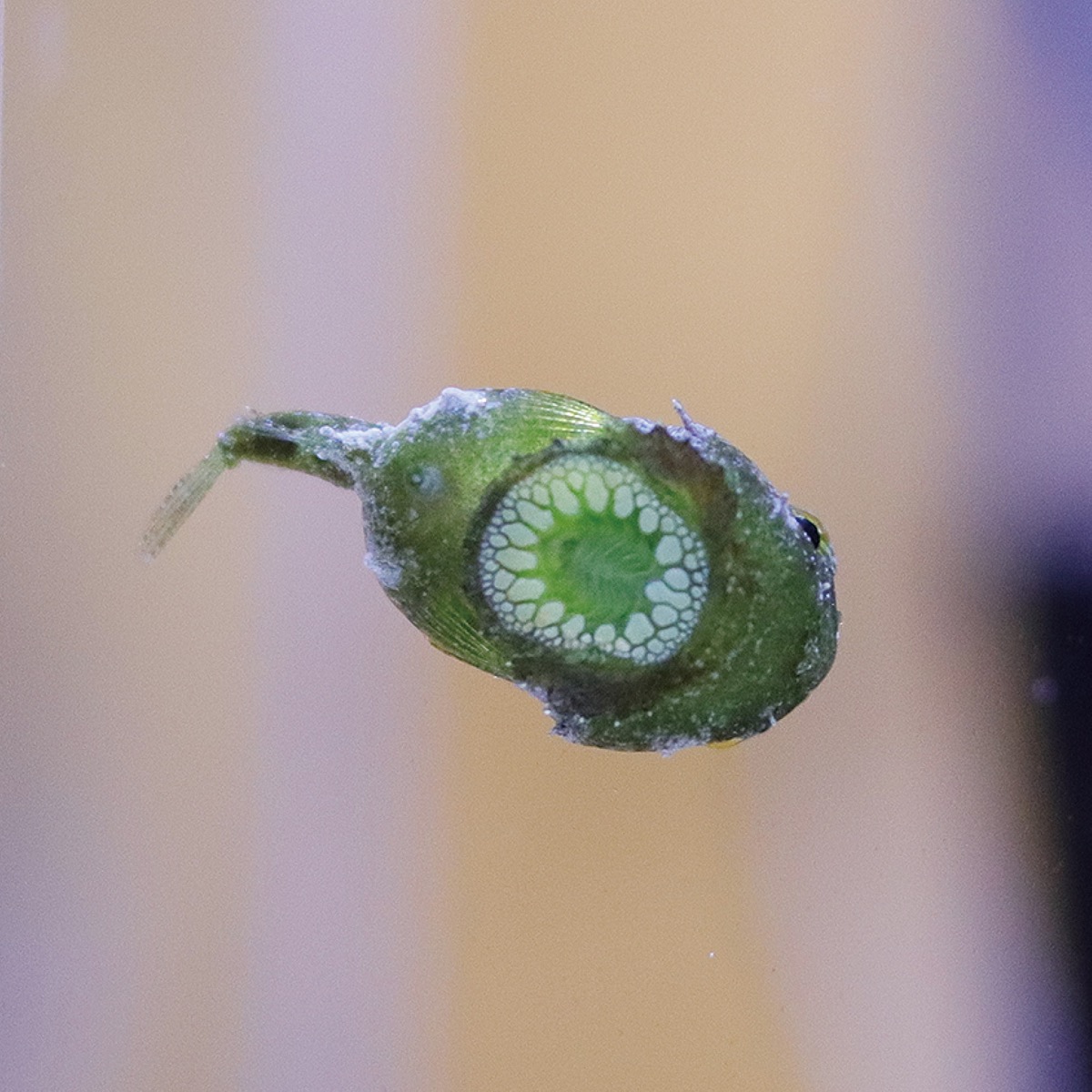 腹びれの吸盤で水槽の壁に張り付く