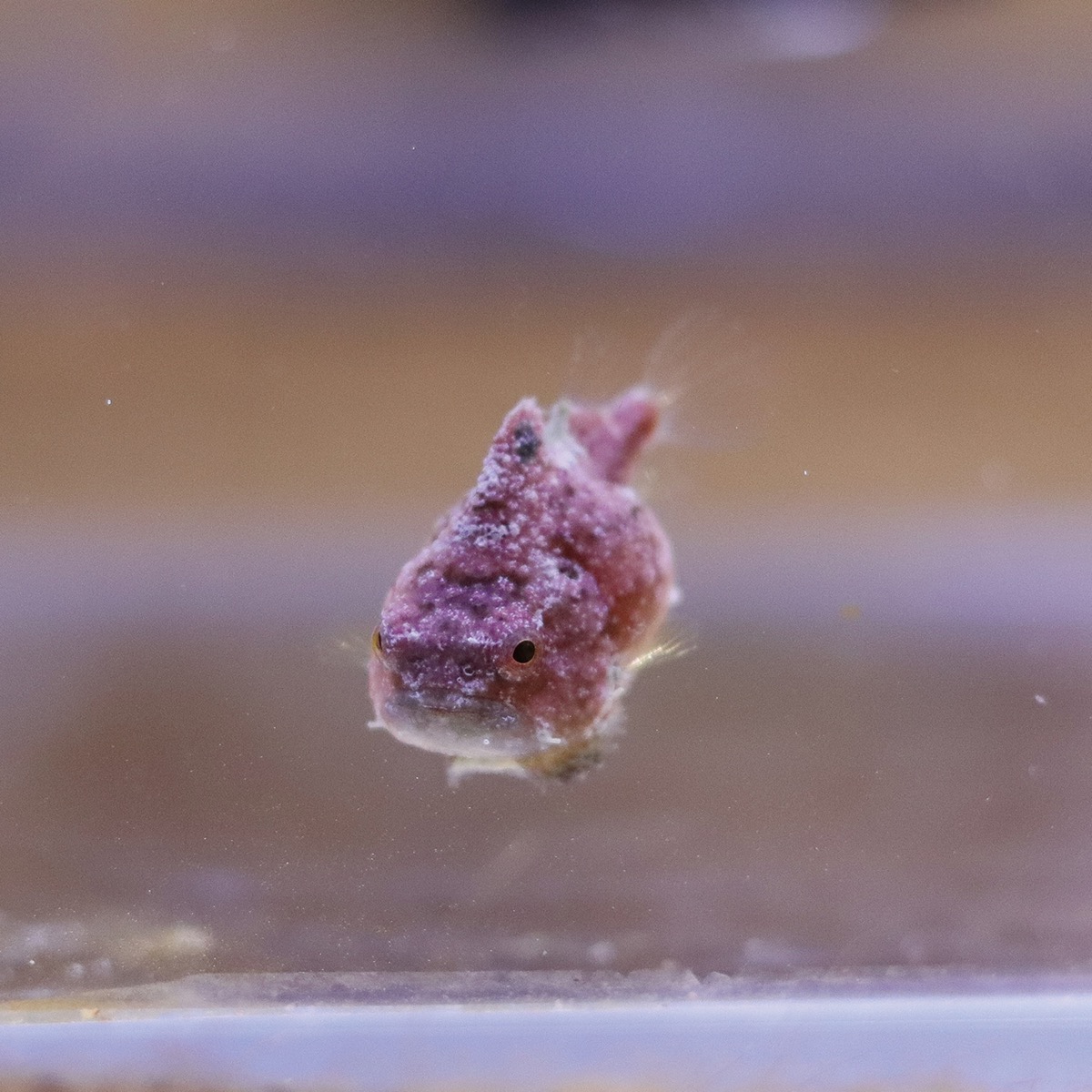 胸びれや尾びれをパタパタと動かし泳ぐ