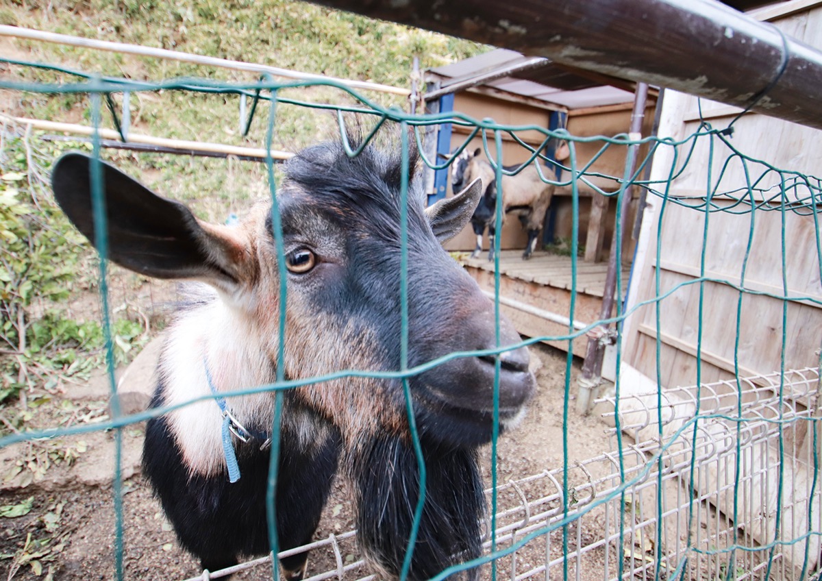 飼育されている２匹のヤギ