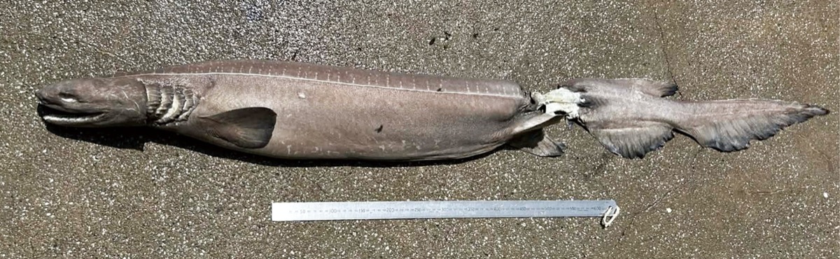 損傷が目立つが、特徴的な歯などを確認できた