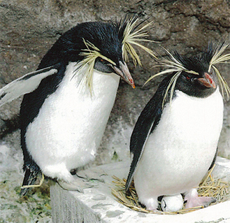 足元の卵を温めている親ペンギン