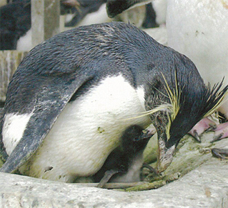 親の足元で愛くるしく動く赤ちゃんペンギン
