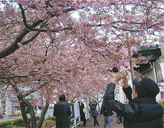 桜をカメラで撮る人々（３日撮影）