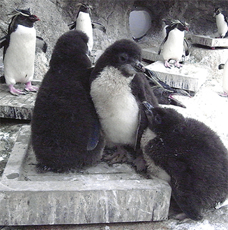 身を寄せ合う赤ちゃんペンギンを見守る大人のペンギンたち（京急油壺マリンパーク提供）