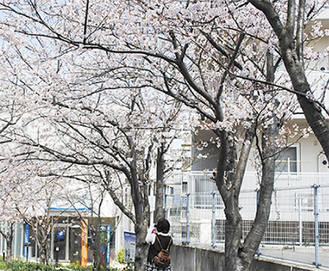 満開の桜（4月1日撮影）