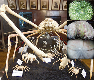 普段見られない海洋生物も多く展示されている同実験所の展示室