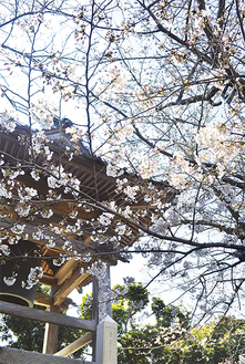 境内の鐘楼そばに立ち、見事な花を咲かせるソメイヨシノ（今月３日撮影）