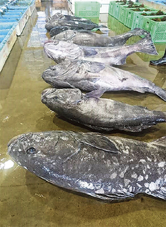 三崎の魚市場に並ぶアブラボウズ（写真提供／三崎食堂）