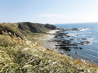 島に自生する八丈ススキ