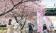 河津桜で春ほころぶ