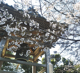 桜が咲き乱れる三崎の本瑞寺（写真は昨年4月）