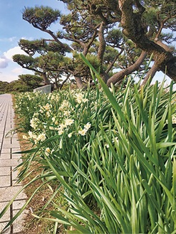 島内には約60万株の水仙が咲く（先月中旬撮影）