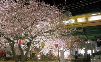 京急線の高架下に咲く河津桜（今月13日撮影）