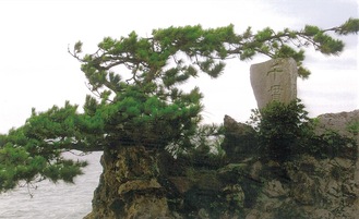 森戸神社の「千貫松」