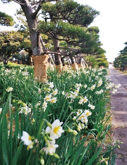 城ケ島公園内の各所に咲く八重水仙（１月17日撮影）